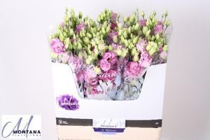 LISIANTHUS CELEB GRAPE 75